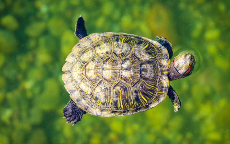 The giant tortoise who helped save species retires in Galapagos Islands